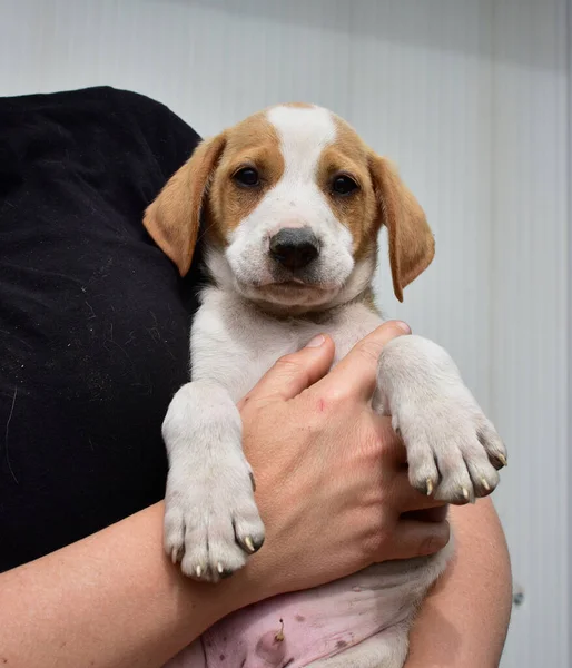 Close Uma Pessoa Segurando Filhote Cachorro Beagle Bonito — Fotografia de Stock