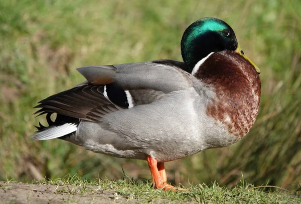 Een Kant Uitzicht Van Een Schattige Wilde Dwerg Eend Omringd — Stockfoto