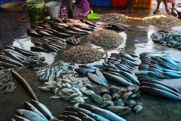 Close Diferentes Peixes Capturados Camarões Chão Campo — Fotografia de Stock