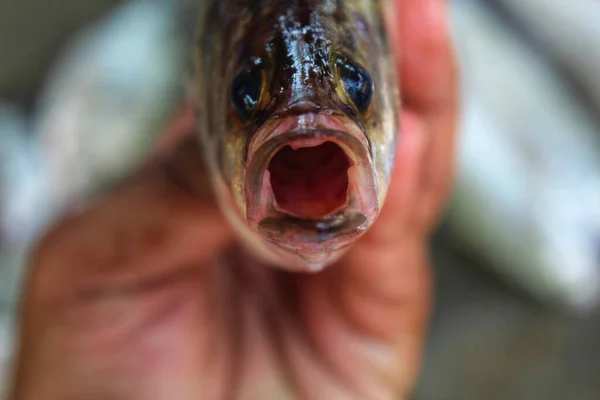 Closeup Person Holding Japanese Sea Bass Fish Lights Blurry Background — Stock Photo, Image