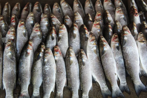 Close Empilhados Peixes Tainha Cinzenta Recém Capturados Chão — Fotografia de Stock