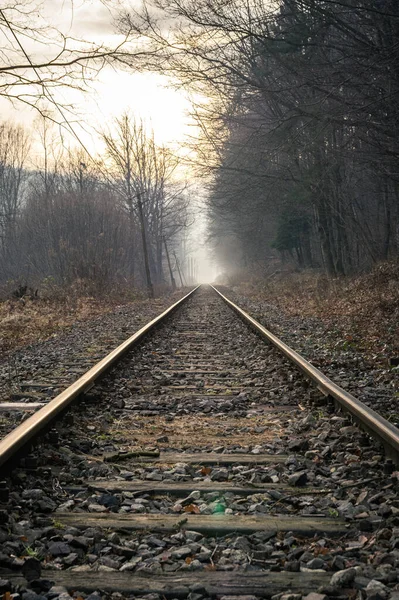 Una Toma Vertical Las Vías Del Tren Bosque Sombrío —  Fotos de Stock