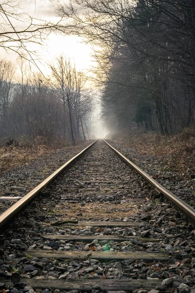 Tiro Vertical Trilhos Trem Uma Floresta Sombria — Fotografia de Stock