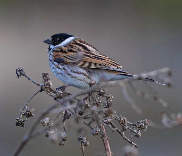 Gros Plan Moineau Perché Sur Buisson — Photo