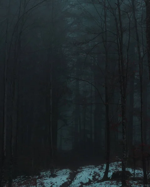 Disparo Vertical Espeluznante Bosque Oscuro Con Árboles Altos Clima Niebla — Foto de Stock