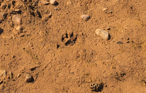 Eine Nahaufnahme Von Tierischen Fußabdrücken Auf Brauner Erde Unter Nächtlichem — Stockfoto
