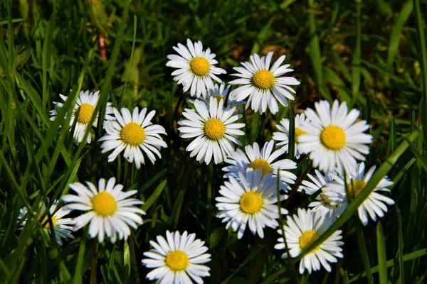 Bellissimi Fiori Colorati Che Crescono Giardino — Foto Stock