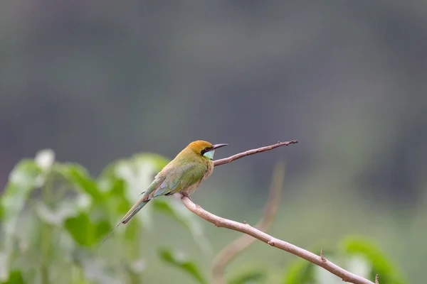 Primo Piano Colibrì Appollaiato Ramo — Foto Stock