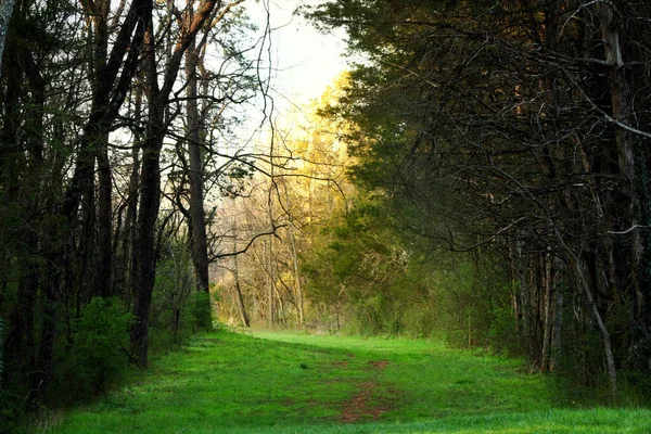 Gros Plan Une Forêt Avec Des Arbres Verts Herbe Par — Photo