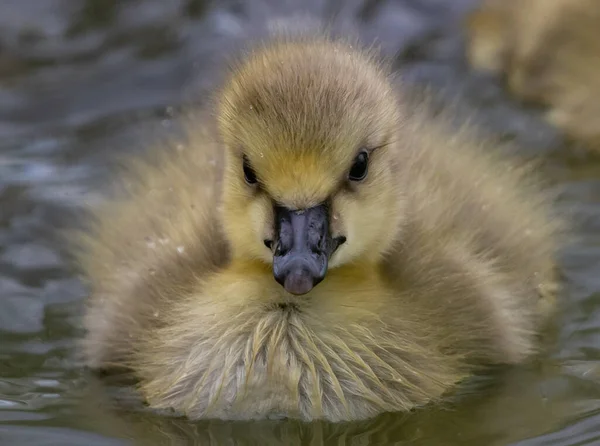 Patito Estanque — Foto de Stock