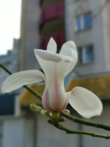 Plano Vertical Una Magnolia China Con Edificio Urbano Fondo —  Fotos de Stock