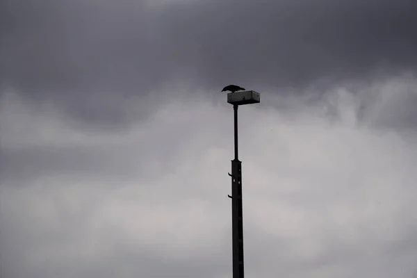Paisaje Espeluznante Pájaro Poste Eléctrico Día Tormentoso Con Nubes Pesadas — Foto de Stock