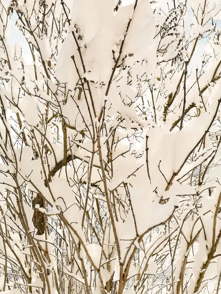 Closeup Meadow Canvas Wallpaper — Stock Photo, Image