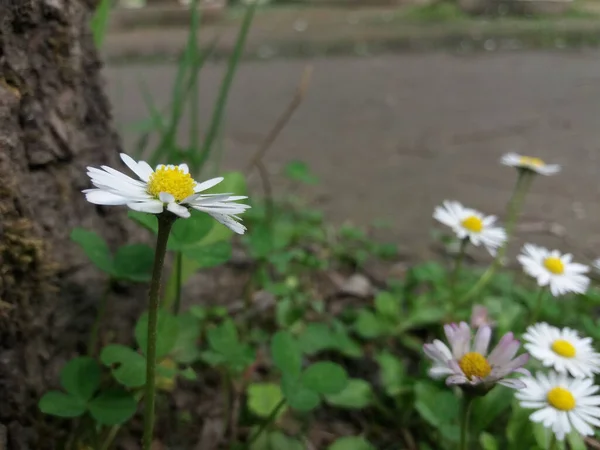 Zbliżenie Ujęcie Pięknych Białych Rumianków Ogrodzie Botanicznym — Zdjęcie stockowe