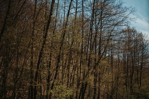 Tiro Close Árvores Floresta Com Galhos Alastrando Fundo Céu Azul — Fotografia de Stock