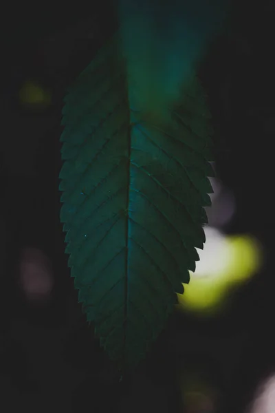 Pionowe Zbliżenie Strzał Ciemnozielonego Liścia Drzewa Bokeh Lekkie Tło — Zdjęcie stockowe