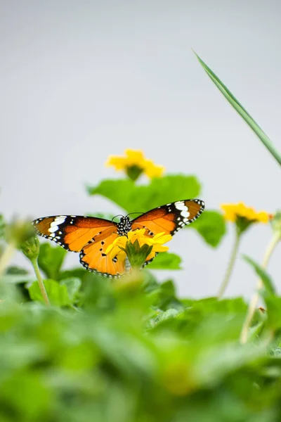 Makro Záběr Motýla Monarchy Žlutém Květu Zahradě — Stock fotografie