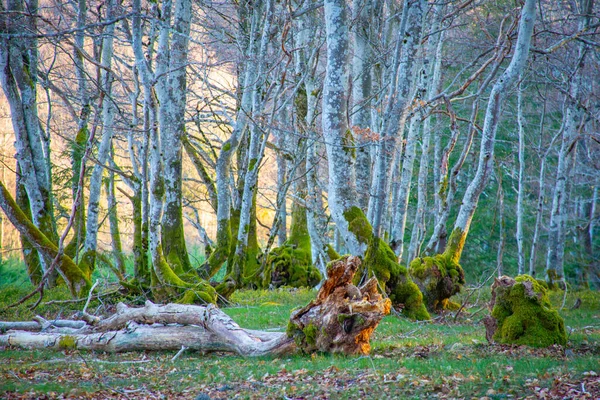 Ein Blick Auf Bäume Mit Moos Boden Des Waldes Roanne — Stockfoto