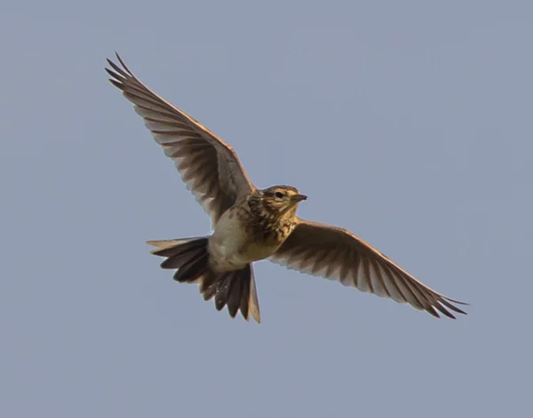 Sebuah Dunia Lama Flycatcher Terbang Melawan Langit Biru Yang Jelas — Stok Foto