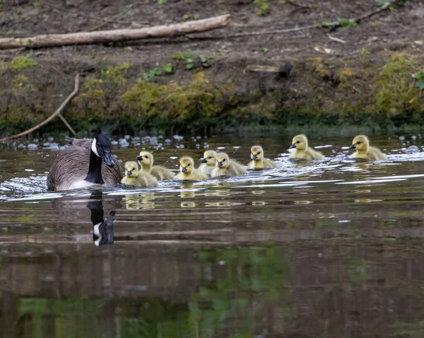 Duck Ducklings Pond — Stock Photo, Image