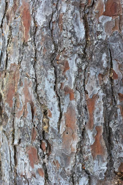 Een Oude Ruwe Houten Oppervlakte Textuur Achtergrond Stockfoto