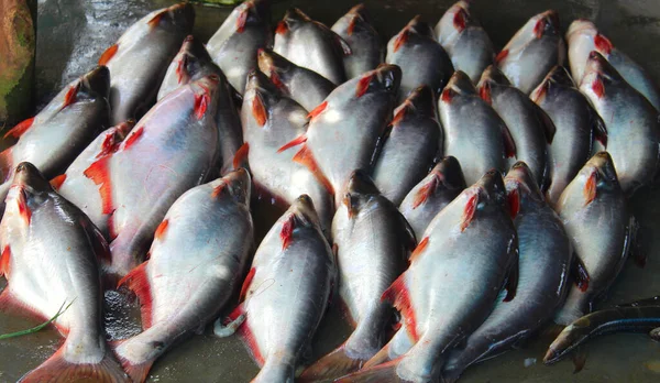 477 Basa Fish Stock Photos Basa Fish Images Depositphotos