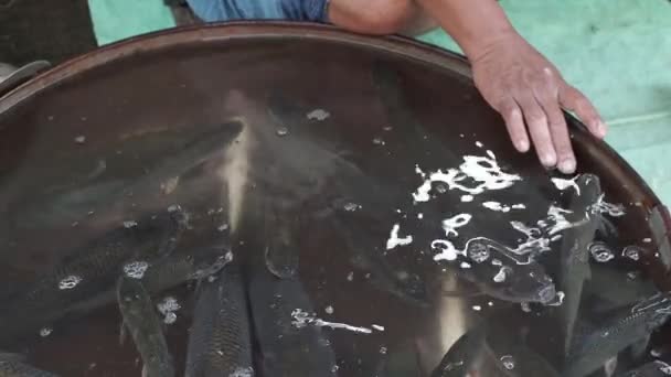 Yerel Balık Pazarı Balık Satıyor Mağazada Kedi Balığı Veya Sazan — Stok video