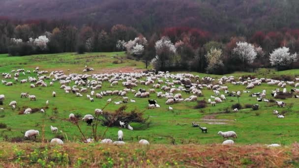 Schafherde Weidet Sommertagen Auf Der Grünen Wiese — Stockvideo