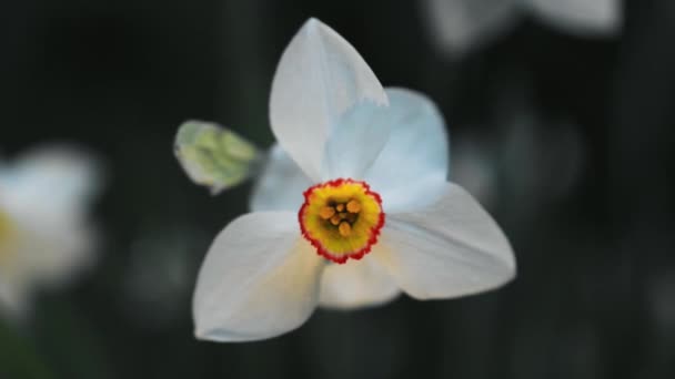 Όμορφο Λουλούδι Που Αναπτύσσεται Στον Κήπο Την Ηλιόλουστη Μέρα Του — Αρχείο Βίντεο