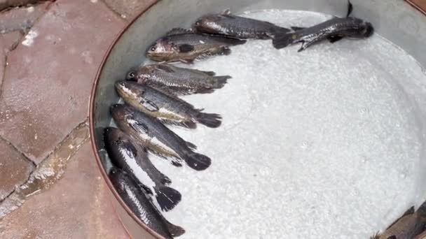 Biji Ikan Siap Untuk Dijual Bibit Ikan Mas Untuk Petani — Stok Video
