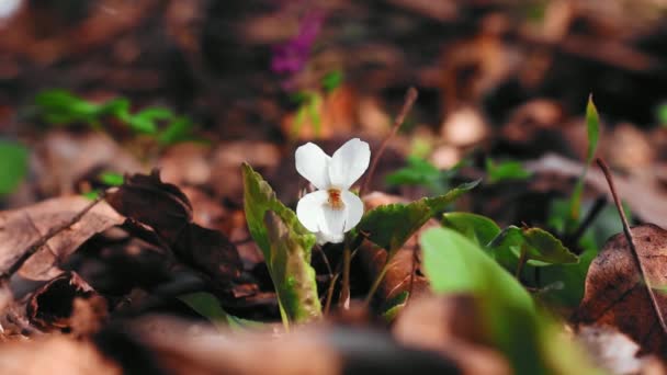 Hermosa Flor Que Crece Jardín Verano Día Soleado — Vídeos de Stock