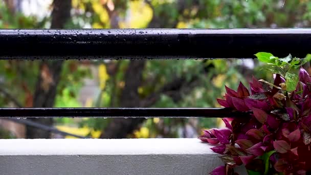 Μια Απόδοση Ενός Φυτού Στο Μπαλκόνι Κάτω Από Βροχή — Αρχείο Βίντεο