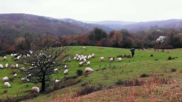 羊飼いは夏の日に緑の牧草地で羊の群れを飼い — ストック動画