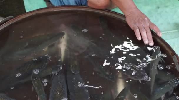Ryby Prodávané Rybím Trhu Kalkatě Indie — Stock video