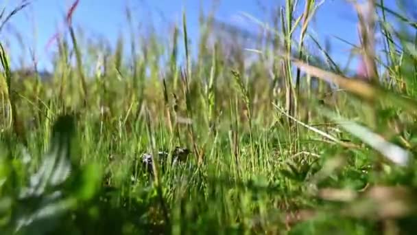 田野里的绿草 — 图库视频影像