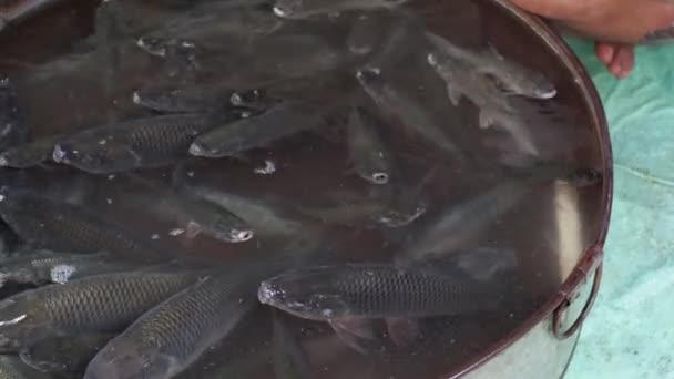 Mercato Locale Del Pesce Che Vende Pesci Catla Pesce Carpa — Video Stock