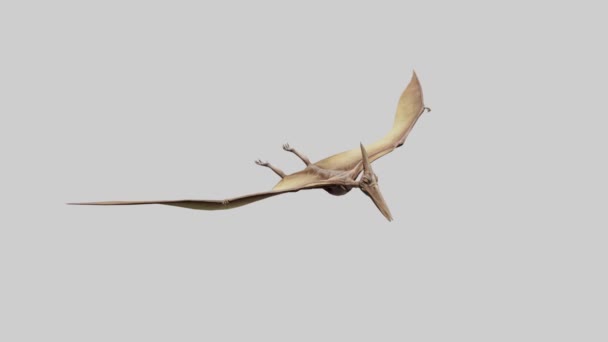 Gri Arka Planda Süzülen Boyutlu Bir Pteranodon Görüntüsü — Stok video