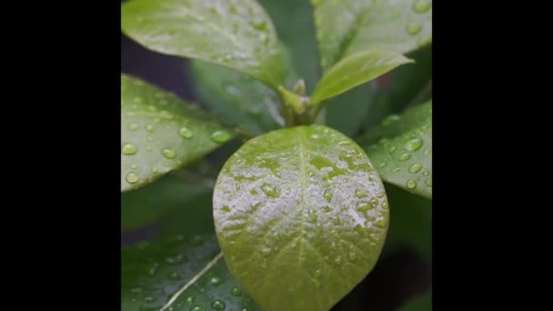 Gros Plan Gouttes Eau Sur Une Feuille Verte — Video