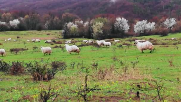 Yaz Günü Yeşil Çayırlarda Otlayan Koyun Sürüsü — Stok video