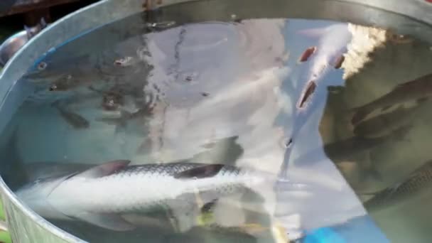 Fischsaat Zum Verkauf Bereit Karpfen Fisch Fingerling Samen Für Die — Stockvideo