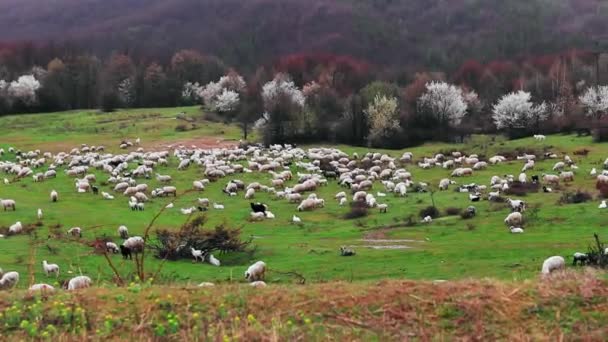 Manada Ovejas Pastando Prado Verde Día Verano — Vídeo de stock