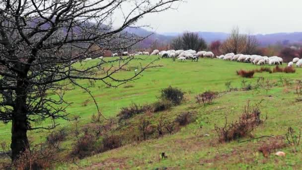 夏の日には緑の牧草地で羊の放牧の群れ — ストック動画