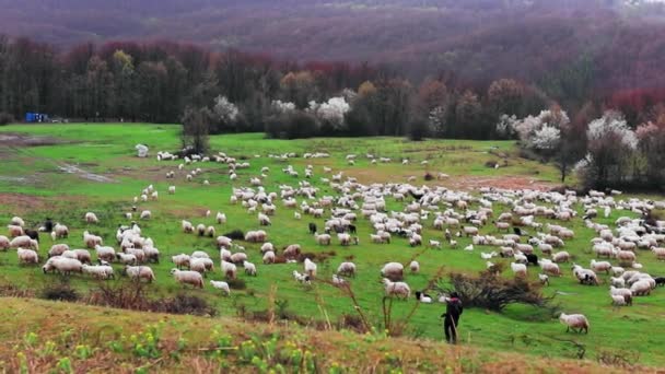 羊飼いは夏の日に緑の牧草地で羊の群れを飼い — ストック動画