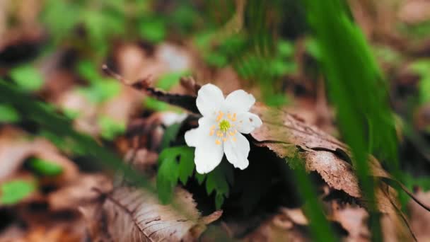 Hermosas Flores Que Crecen Jardín Verano Día Soleado — Vídeos de Stock