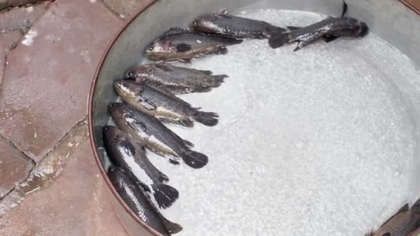 Makanan Laut Pasar Ikan India Tumpukan Ikan Untuk Dijual Rohu — Stok Video