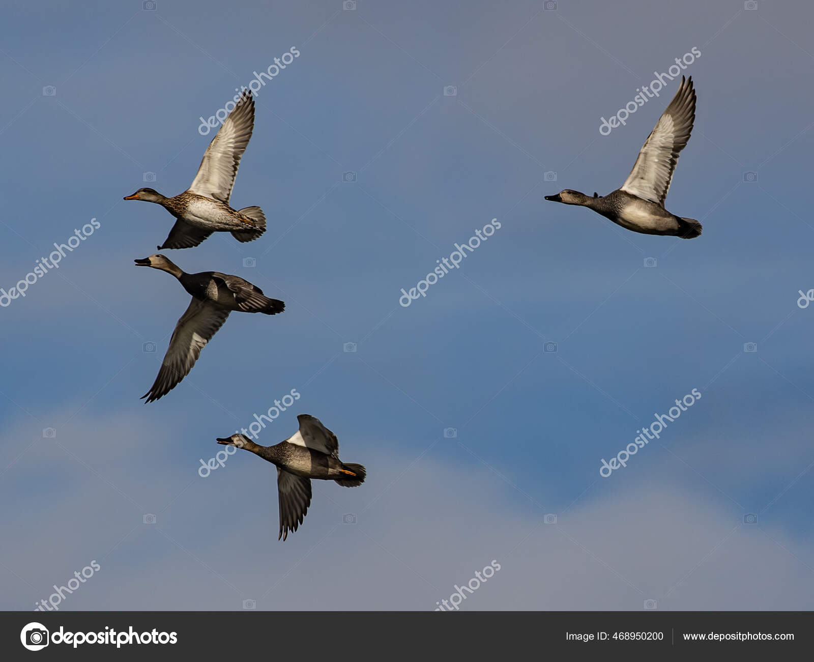Una Gran Bandada De Patos Volando Sobre El Cielo Azul Imagen de archivo -  Imagen de impetuoso, pluma: 200645913, image size:1600x1301