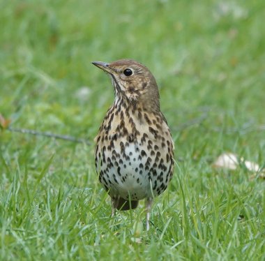 A closeup of a beautiful little song thrush standing in a field of grass clipart