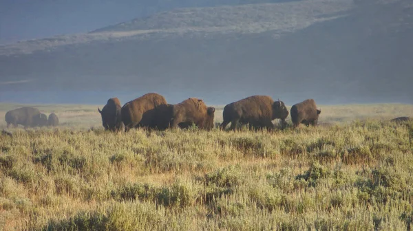 Een Groep Grote Bruine Buffels Grazend Het Veld — Stockfoto