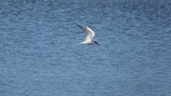 Pasăre Comună Zbor Peste Mare Albastră Liniștită Pește Cioc — Fotografie, imagine de stoc