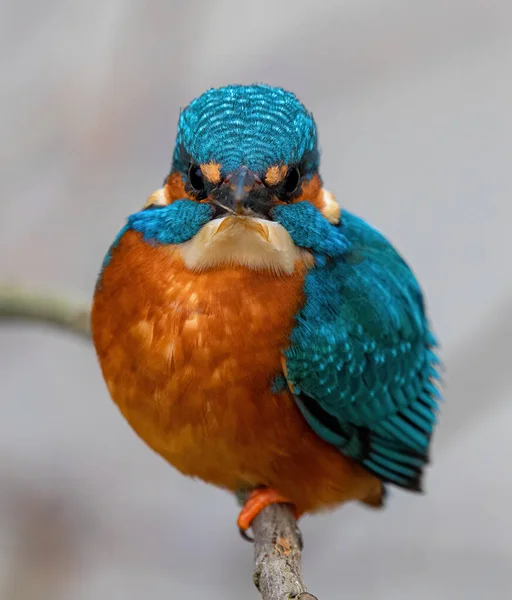 Closeup Shot Common Kingfisher Bird Branch — Stock Photo, Image